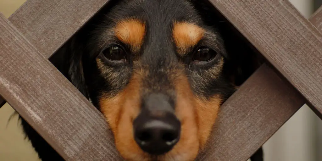 dog vomiting