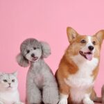 dog with pink eye