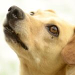 dog eye care
