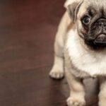 dog liver examination