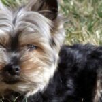 dog with cinnamon