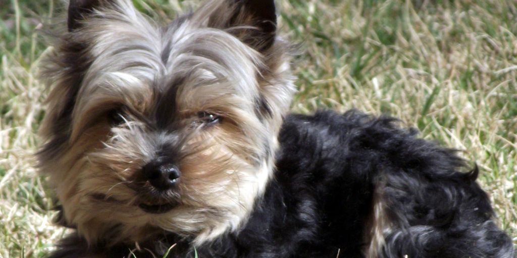 dog with cinnamon