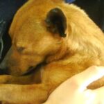 dog heartworm treatment