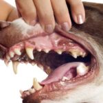 dog gum disease treatment