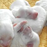 growing puppy