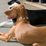 dog with MCT oil