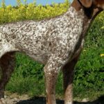 dog with hot spots