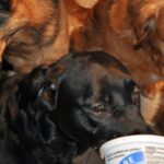 dog eating yogurt