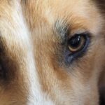 dog with red eyes