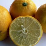 dog with lemon