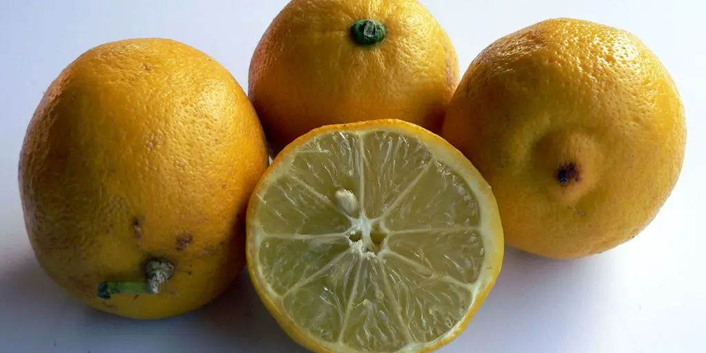 Can Dogs Have Lemon?