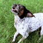 dog hiccups