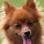 dog with lavender