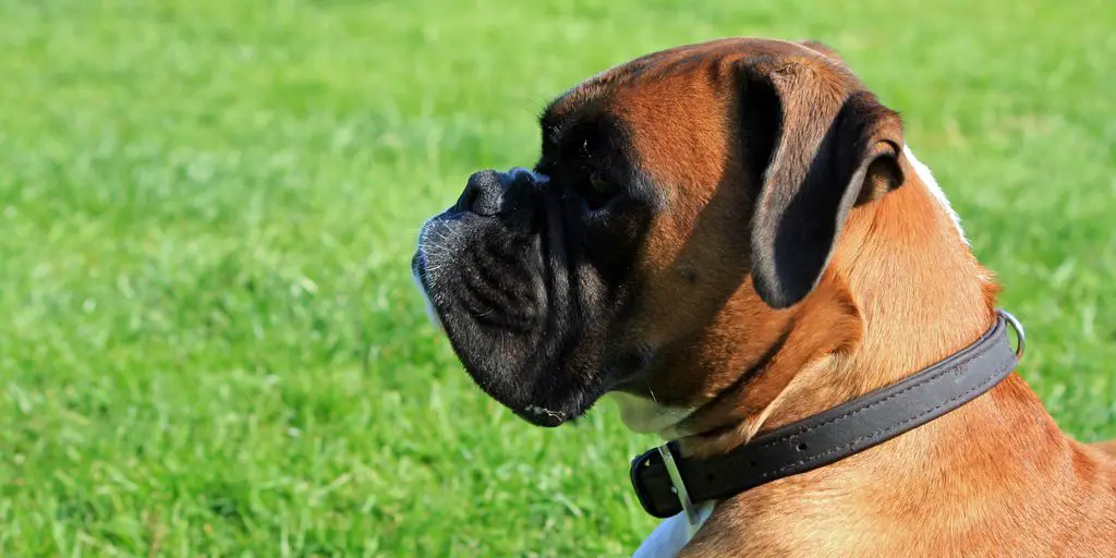 Dog Litter Boxes – Can They Use Them? 2 dog using litter box