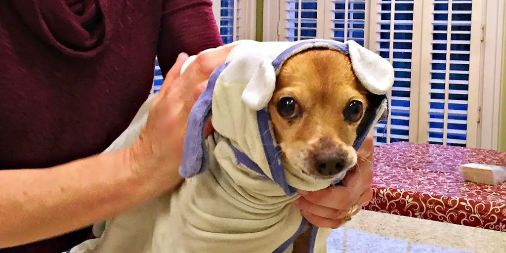 65 Ways Rabies Vaccination Can Harm Your Dog 3 sick dog at vet