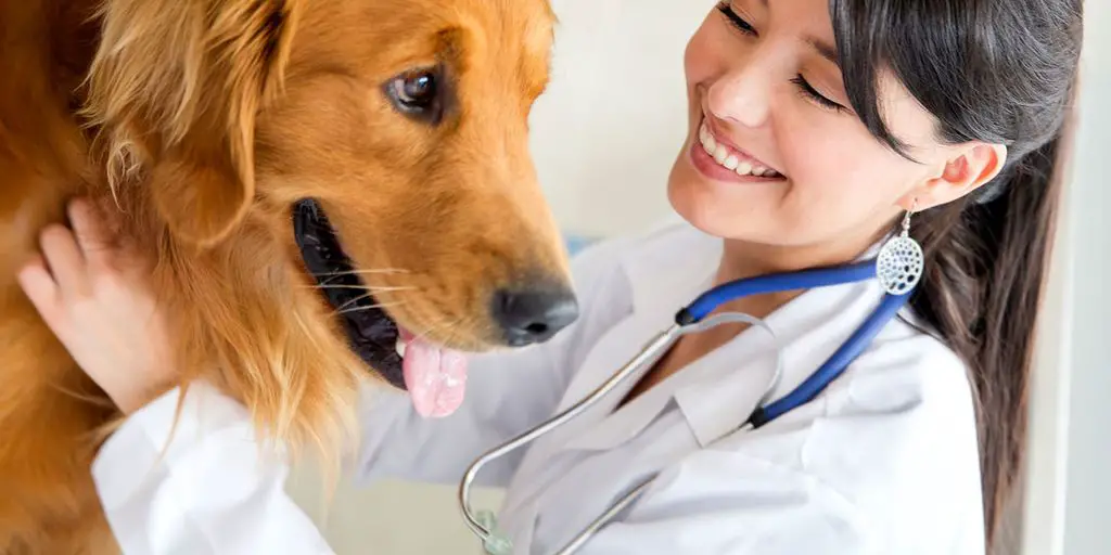 65 Ways Rabies Vaccination Can Harm Your Dog 4 sick dog at vet
