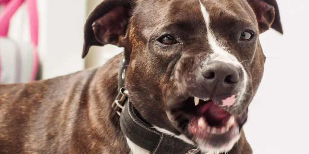 Dog Vomiting: Treatment At Home 2 dog vomiting
