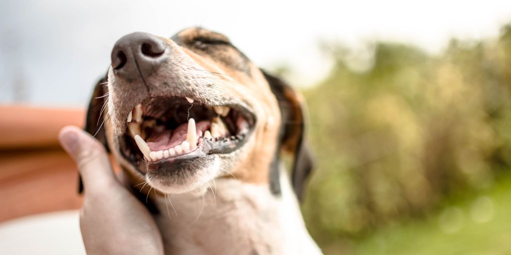 Top Benefits Of Apple Cider Vinegar For Dogs 2 dog ear cleaning