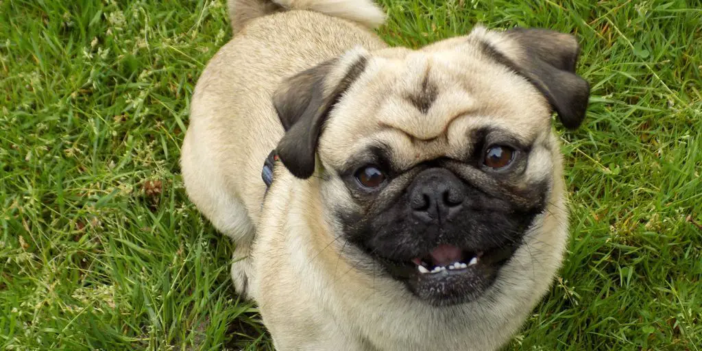 Top Benefits Of Apple Cider Vinegar For Dogs 1 dog with itchy paws