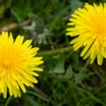 Dandelions