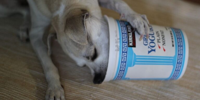 Is Yogurt Good For Dogs? - Why Yogurt Is Good For Dogs Skin