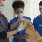 vet cleaning dogs ears
