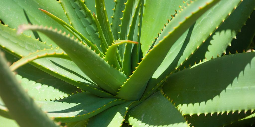 dog with aloe vera plant